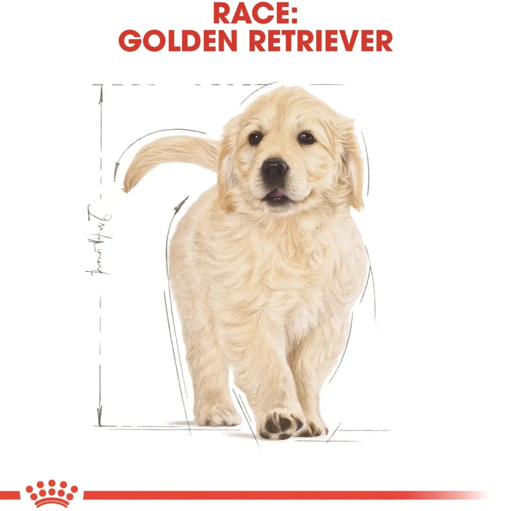 Royal Canin Golden Retriever Puppy 12 kg - tørfoder til hvalpe