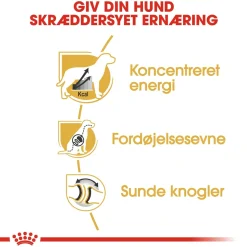 Royal Canin Great Dane Adult 12 kg - tørfoder til voksne hunde