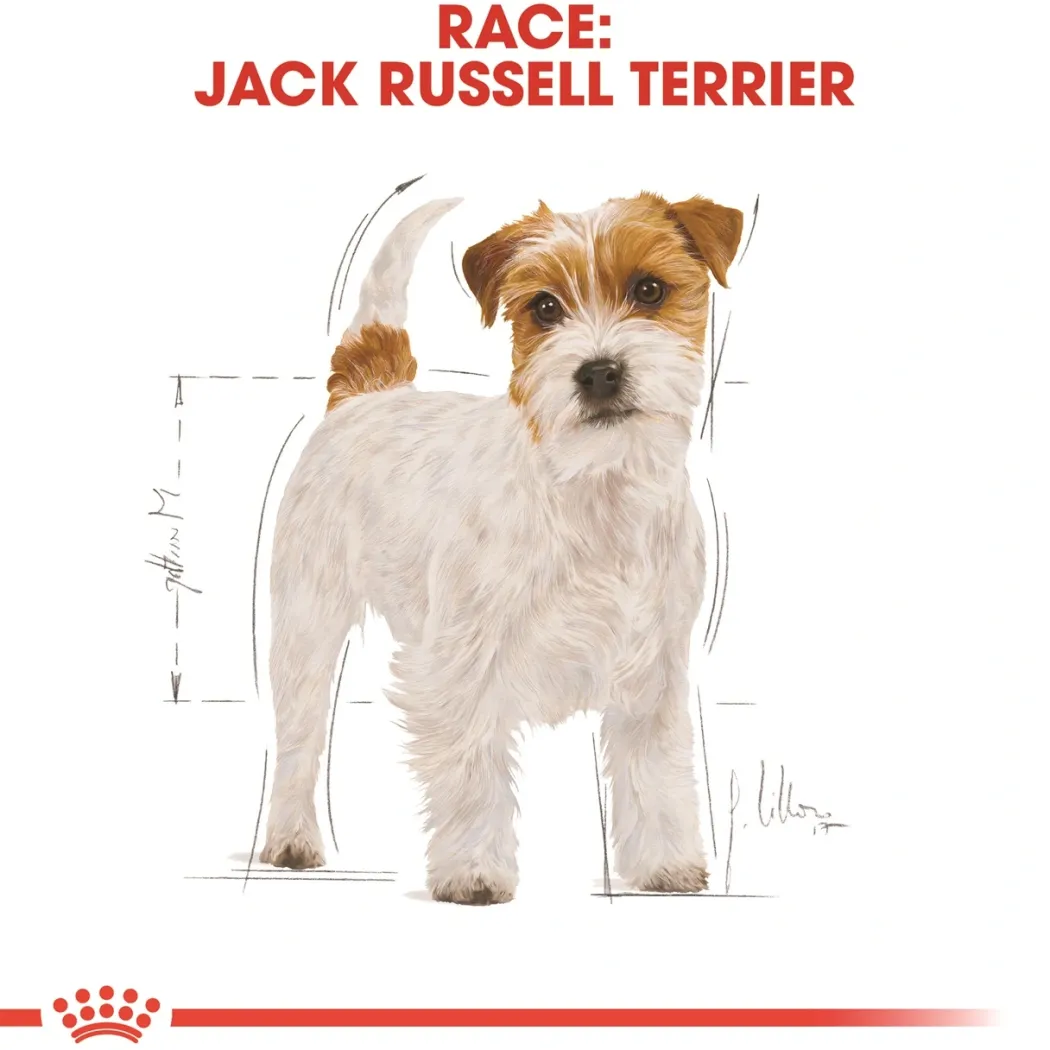Royal Canin Jack Russell Adult 1,5 kg - tørfoder til voksne hunde
