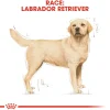 Royal Canin Labrador Retriever Adult 12 kg - tørfoder til voksne hunde