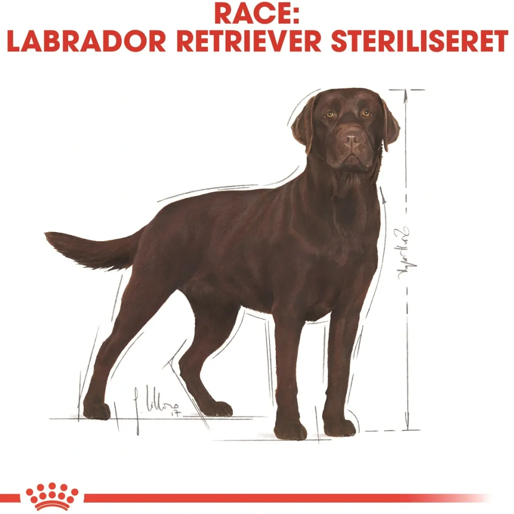 Royal Canin Labrador Retriever Sterilised Adult 12 kg - tørfoder til voksne hunde