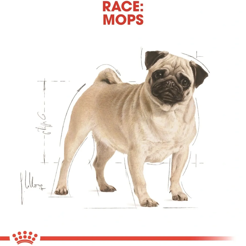 Royal Canin Pug Adult 1,5 kg - tørfoder til mops