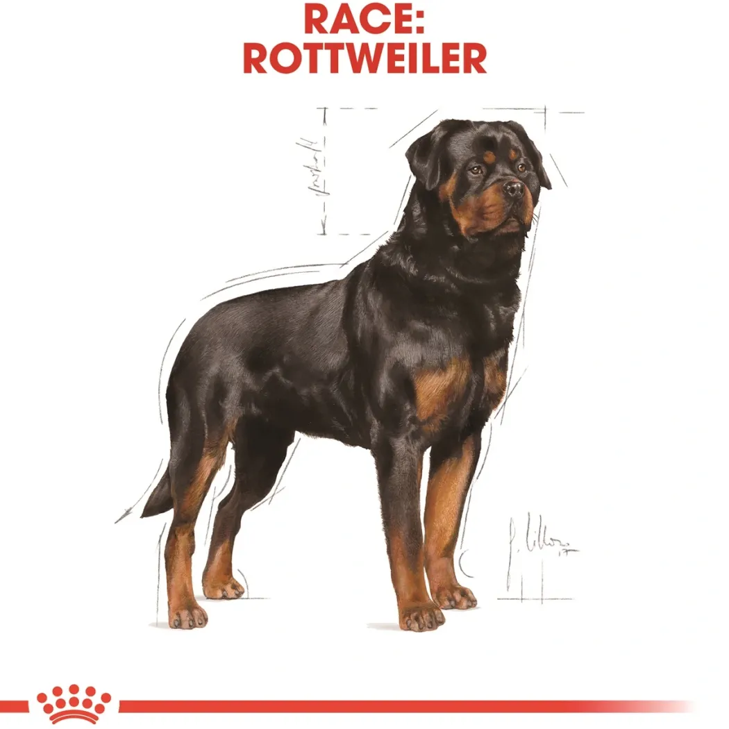 Royal Canin Rottweiler Adult 12 kg - tørfoder til voksne hunde