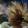 Sabellastarte spectabilis Børsteorm