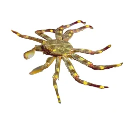Sally Lightfoot krabbe 4-6 cm