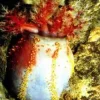 Søæble (Pseuducolochirus violaceus)