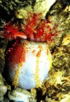 Søæble (Pseuducolochirus violaceus)