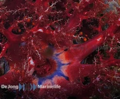 Søæble (Pseuducolochirus violaceus)