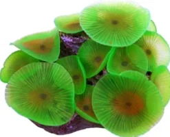 Selvlysende skive anemone