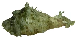 Søhare (Dolabella auricularia) 6-8 cm