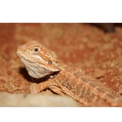 Skægagame ungdyr (Pogona Vitticeps)