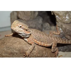 Skægagame ungdyr (Pogona Vitticeps)