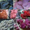 Skiveanemone Discosoma sp Mix