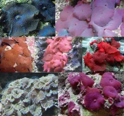 Skiveanemone Discosoma sp Mix