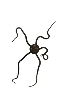 Slangesøstjerne Ophioderma rubicundum