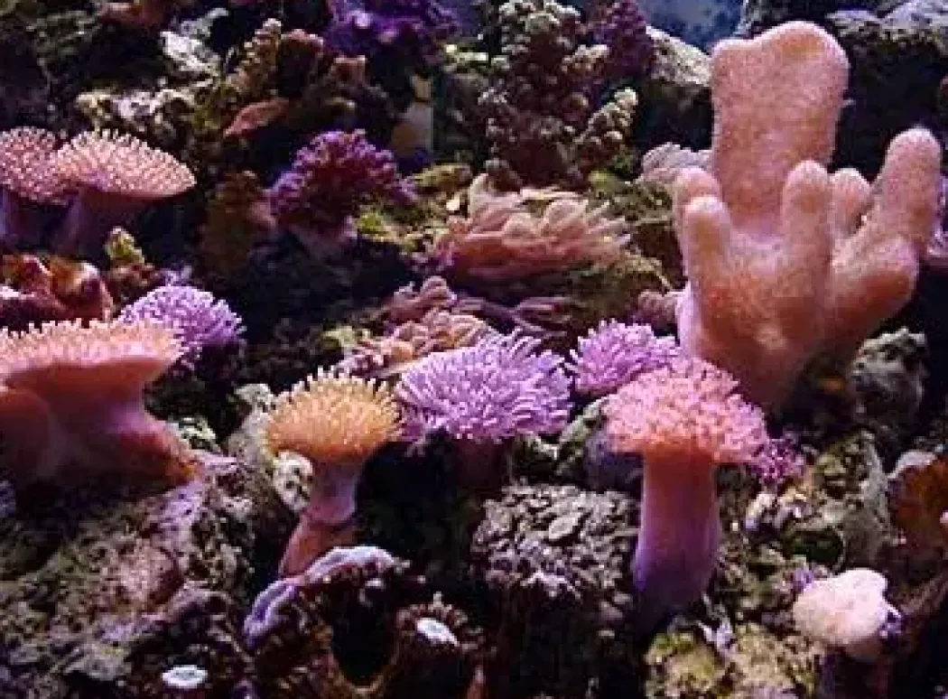 SoftCoral mix (Blødkoral mix)