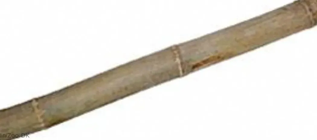 1 stk Gul bambus 100 cm Ø 4,5-5,5 cm