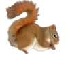 Tamiasciurus hudsonicus Egern