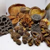 Terrarium Sæt af Dekoration Bakuli, Casuarina, Badam, Arjuna, Lotus, Mahagon, Jacaranda 180 gram