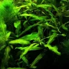 Tilbud Mix 5 stk Tropica planter