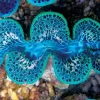 Tridacna Maxima Blue Musling 9-10 cm