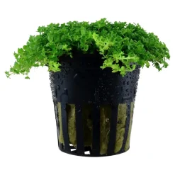 Tropica Akvaieplante i potte Micranthemum callitrichoides Cuba