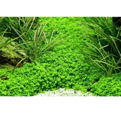 Tropica Akvaieplante i potte Micranthemum callitrichoides Cuba