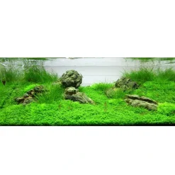 Tropica Akvaieplante i potte Micranthemum callitrichoides Cuba