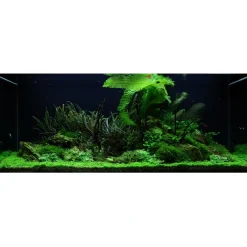 Tropica Akvarieplante Aponogeton boivinianus knold x 5