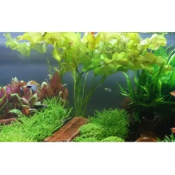 Tropica Akvarieplante Aponogeton ulvaceus i knold x 5