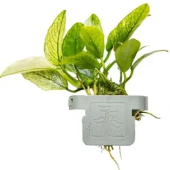Tropica Akvarieplante Clips Anubias barteri var. nana 'Pinto'