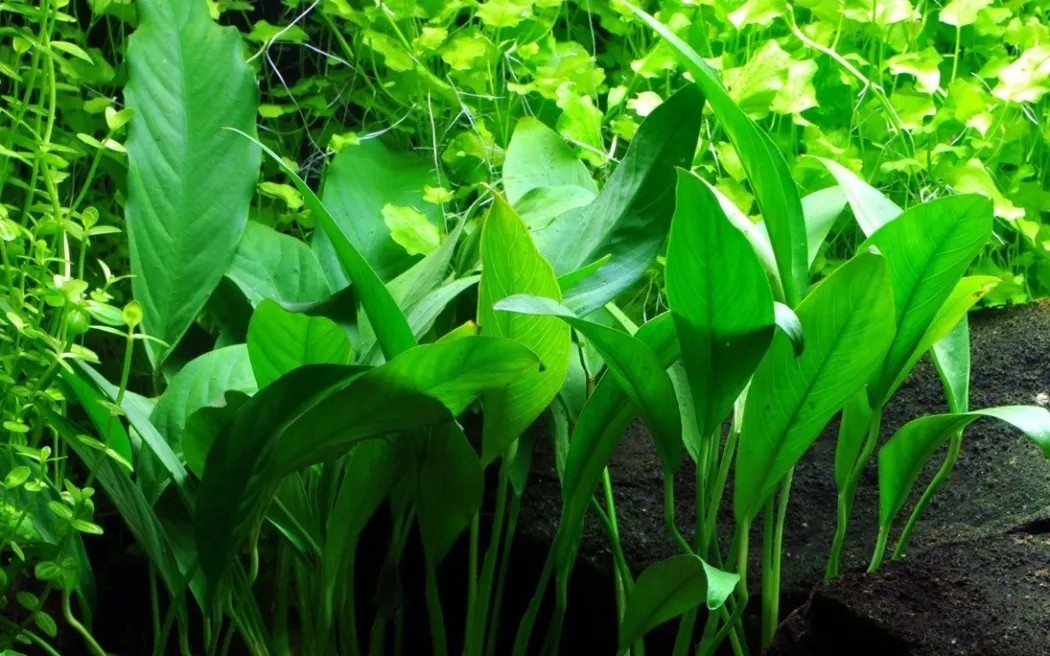 Tropica Akvarieplante i potte Anubias barteri variant glabra