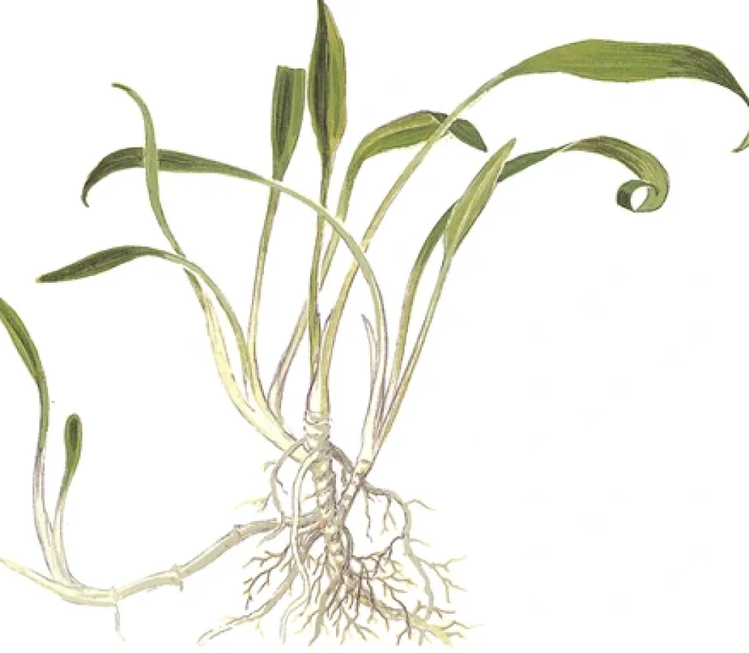 Tropica Akvarieplante i potte Cryptocoryne parva