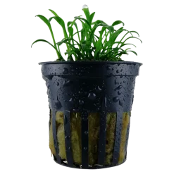 Tropica Akvarieplante i potte Cryptocoryne parva