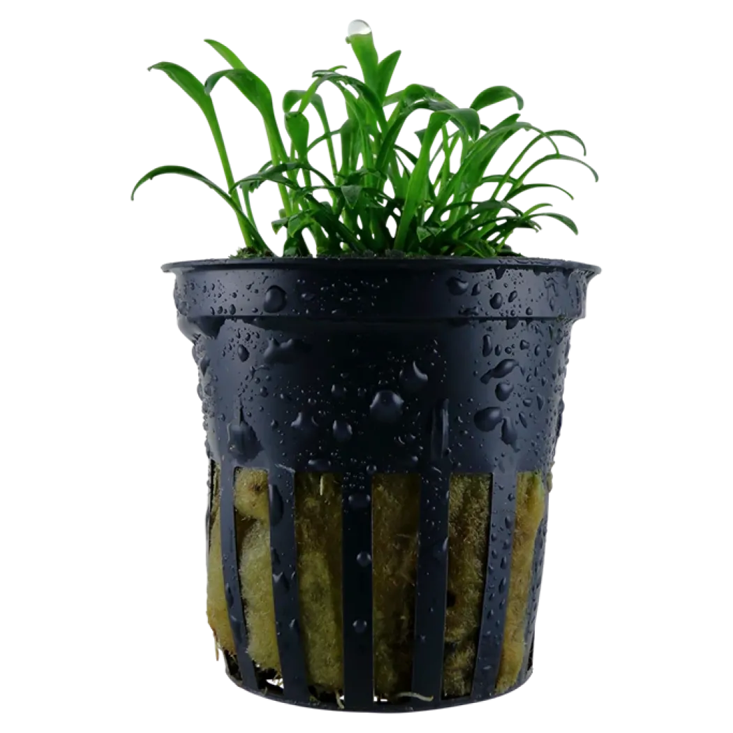 Tropica Akvarieplante i potte Cryptocoryne parva