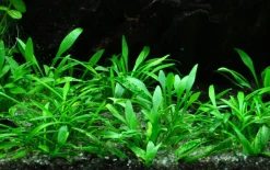 Tropica Akvarieplante i potte Cryptocoryne parva
