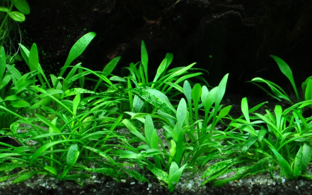 Tropica Akvarieplante i potte Cryptocoryne parva