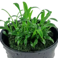 Tropica Akvarieplante i potte Cryptocoryne parva