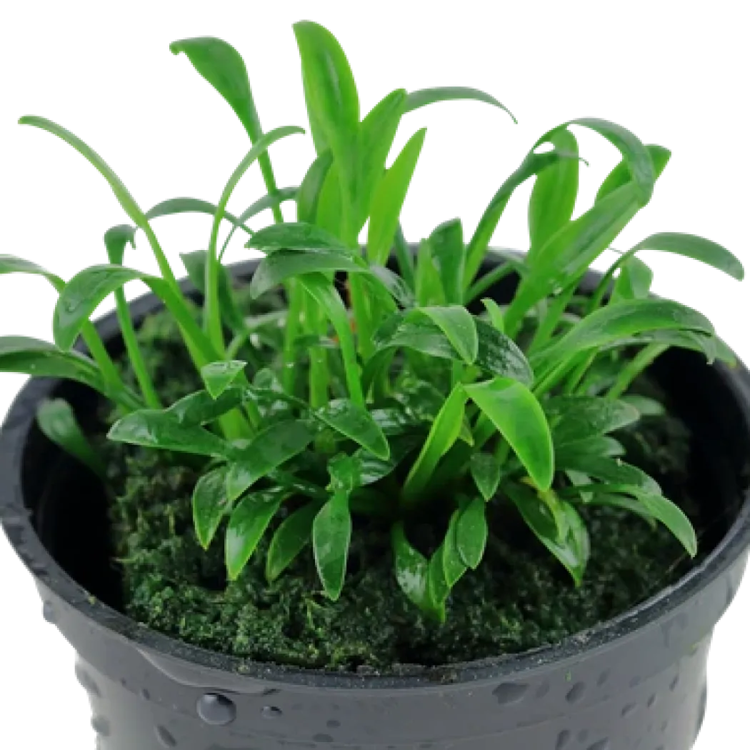 Tropica Akvarieplante i potte Cryptocoryne parva