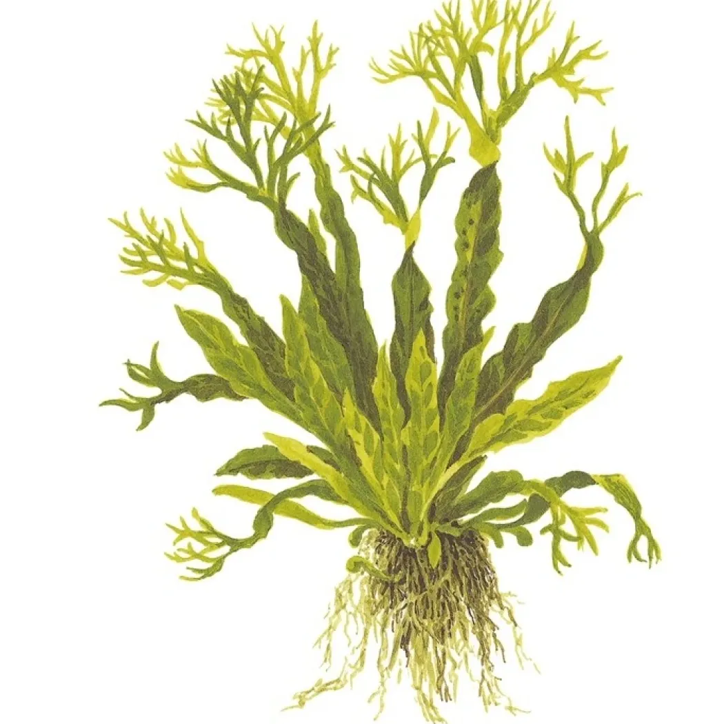 Tropica Akvarieplante i potte Microsorum pteropus Windeløv