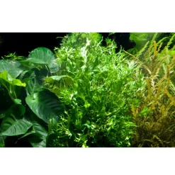Tropica Akvarieplante i potte Microsorum pteropus Windeløv