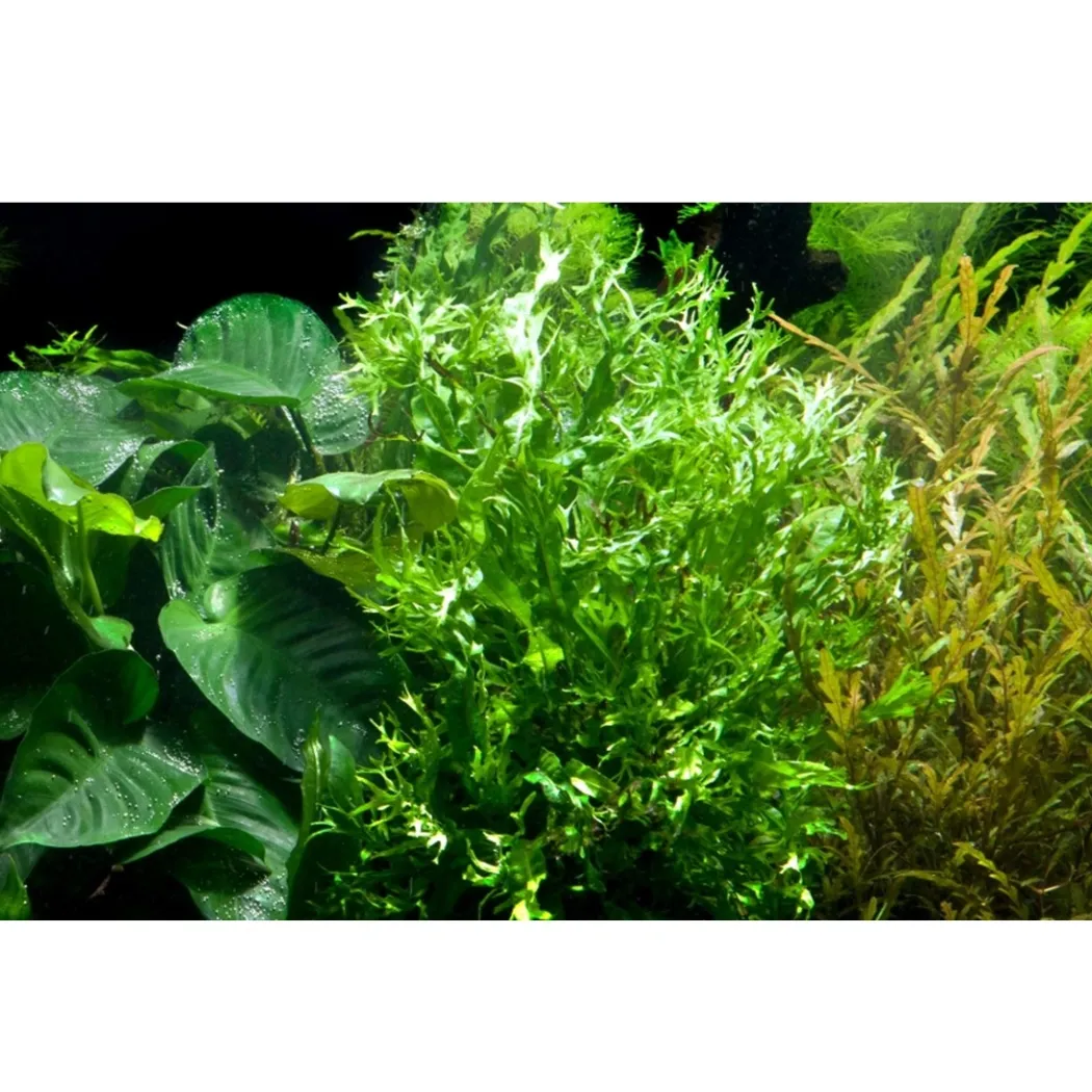 Tropica Akvarieplante i potte Microsorum pteropus Windeløv