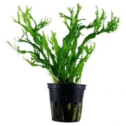 Tropica Akvarieplante i potte Microsorum pteropus Windeløv