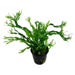 Tropica Akvarieplante i potte Microsorum pteropus Windeløv