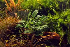 Tropica Akvarieplante i potte Anubias barteri variant nana Kirin