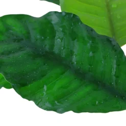 Tropica Akvarieplante i potte Anubias barteri coffeefolia