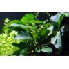 Tropica Akvarieplante i potte Anubias barteri variant barteri