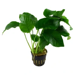 Tropica Akvarieplante i potte Anubias barteri variant barteri