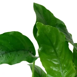Tropica Akvarieplante i potte Anubias barteri variant barteri
