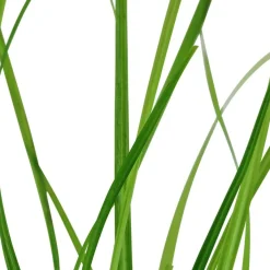 Tropica Akvarieplante i potte Cyperus helferi
